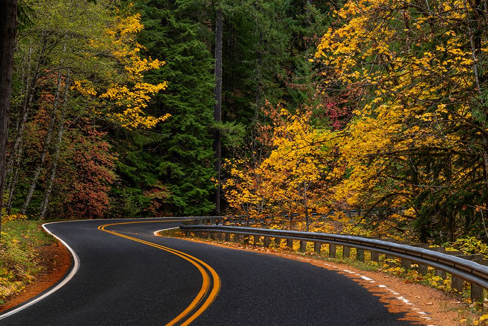 Autumn color along the Wind River Road in the Gifford Pinchot National Forest, Washington State.